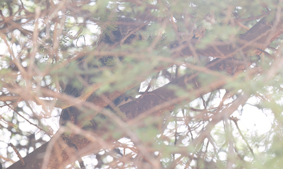 Verreaux's Eagle-Owl - ML637958866