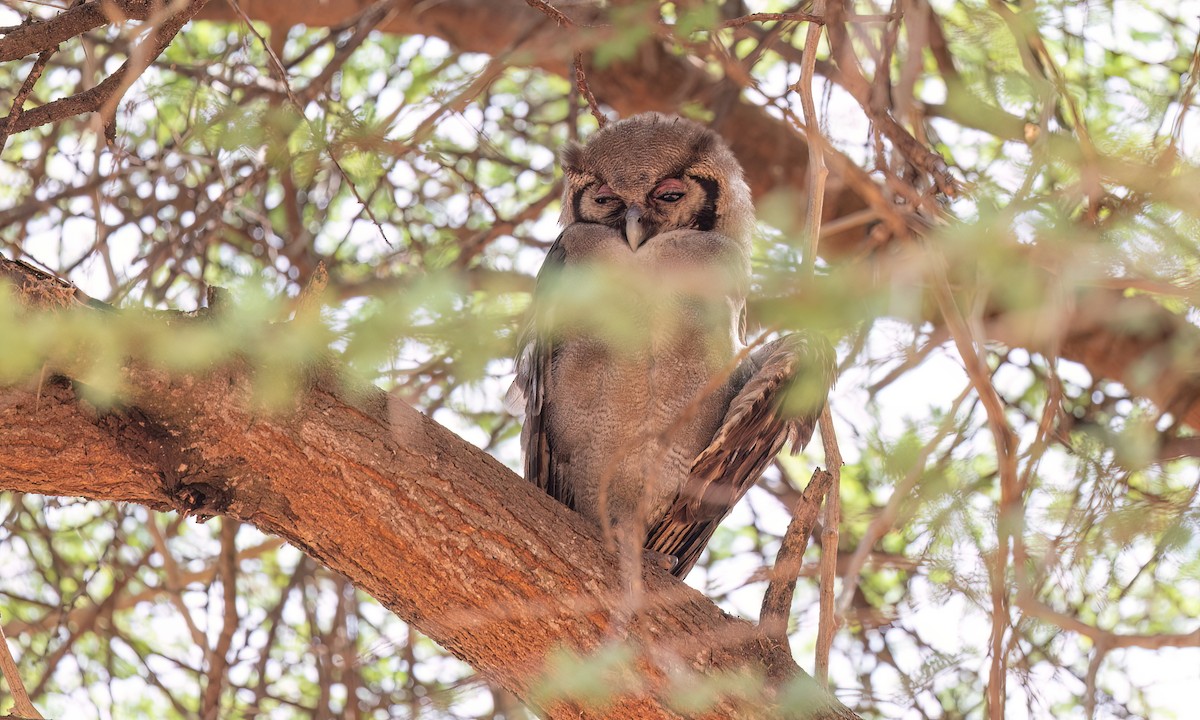 Verreaux's Eagle-Owl - ML637958867