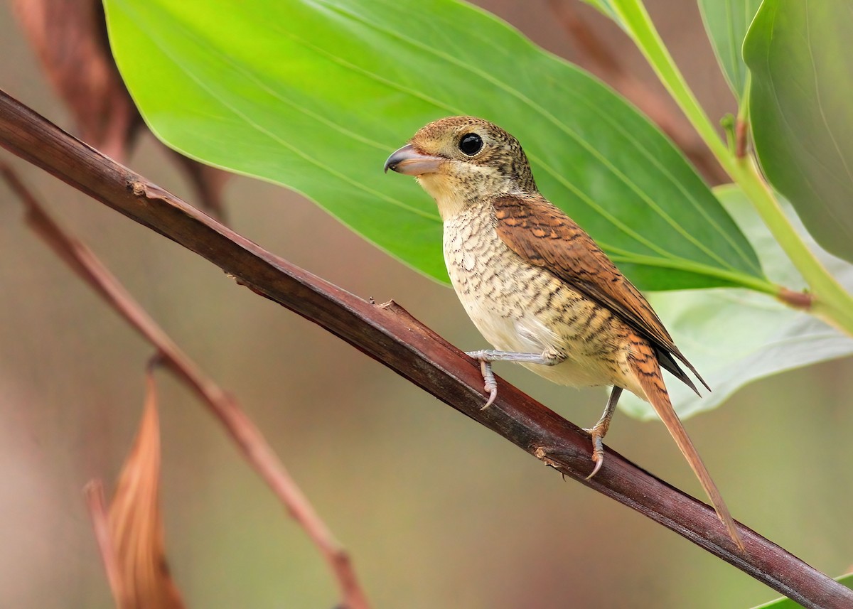 Tiger Shrike - ML637958913