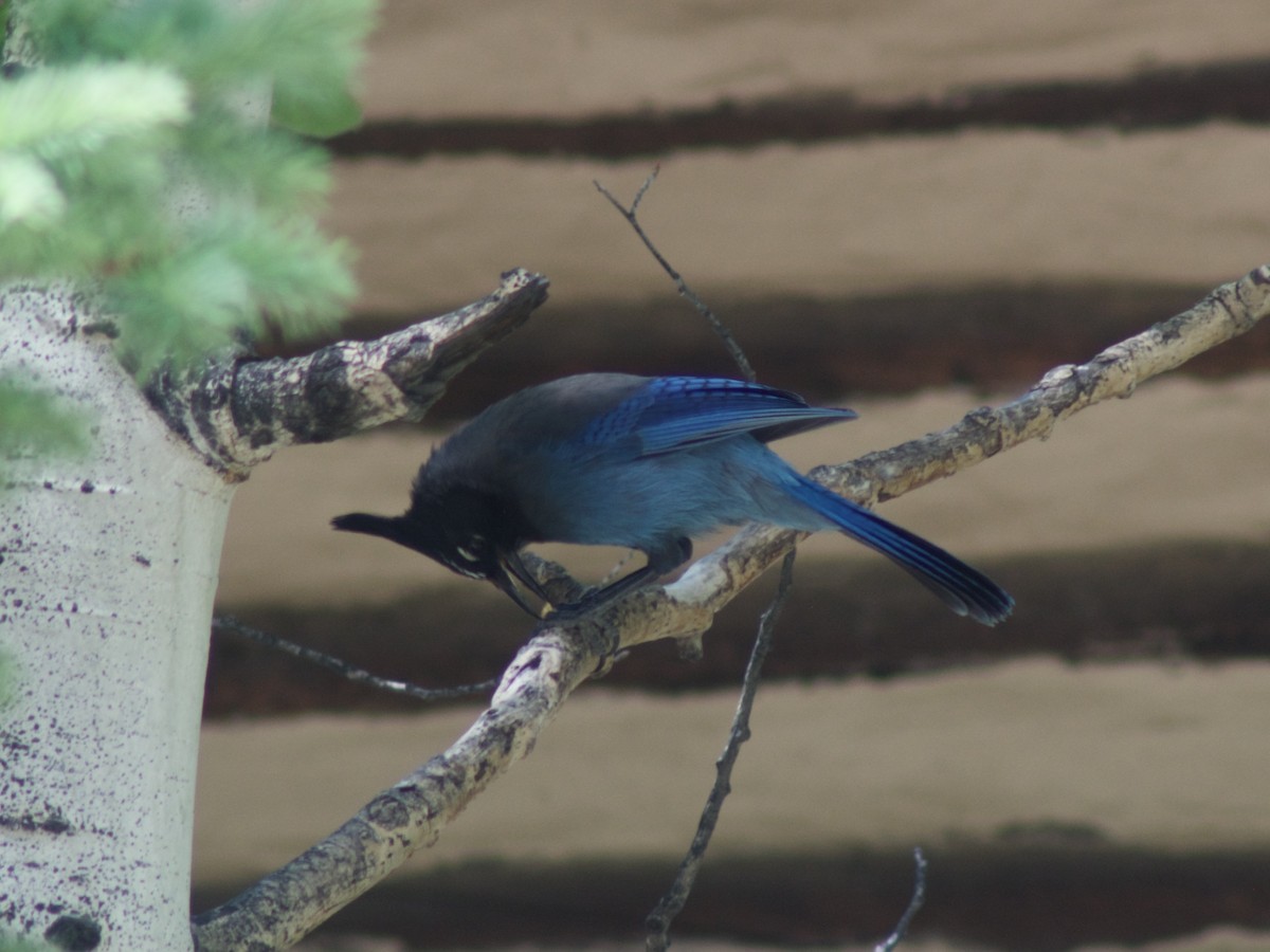 Steller's Jay - ML637958984