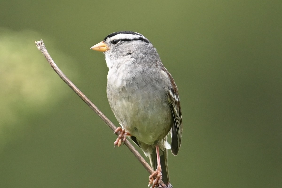 Bruant à couronne blanche - ML637959010