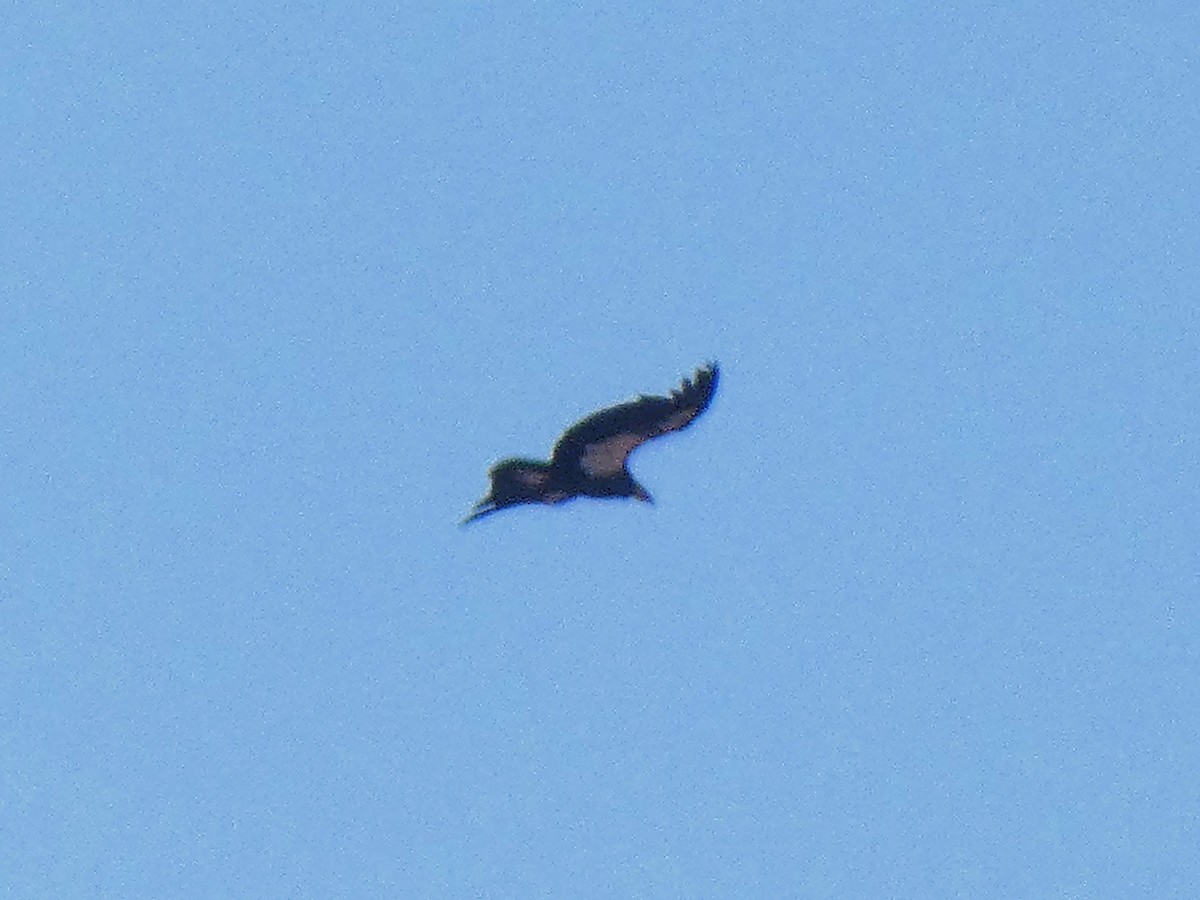 California Condor - ML637959045