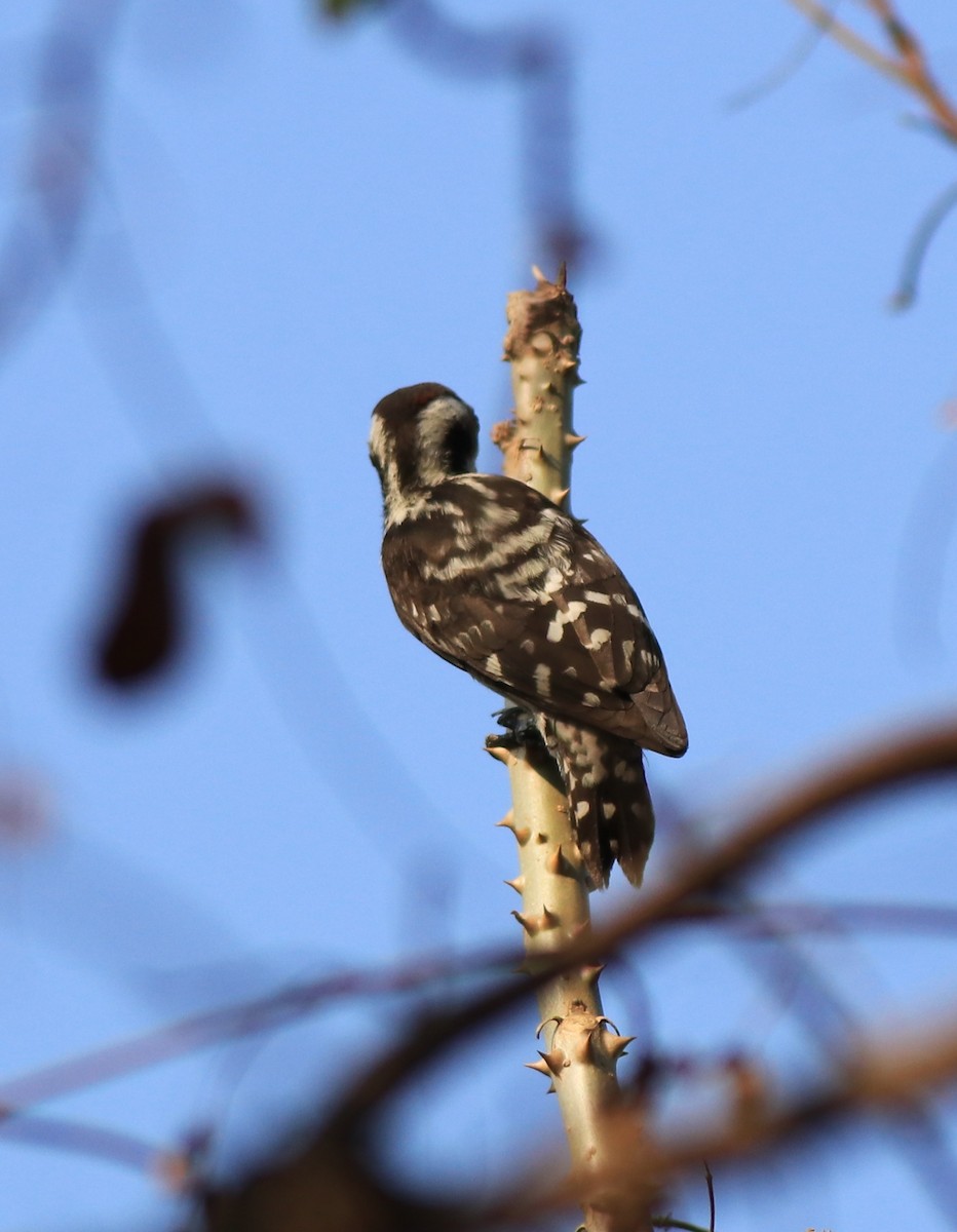 Brown-capped Pygmy Woodpecker - ML637959064