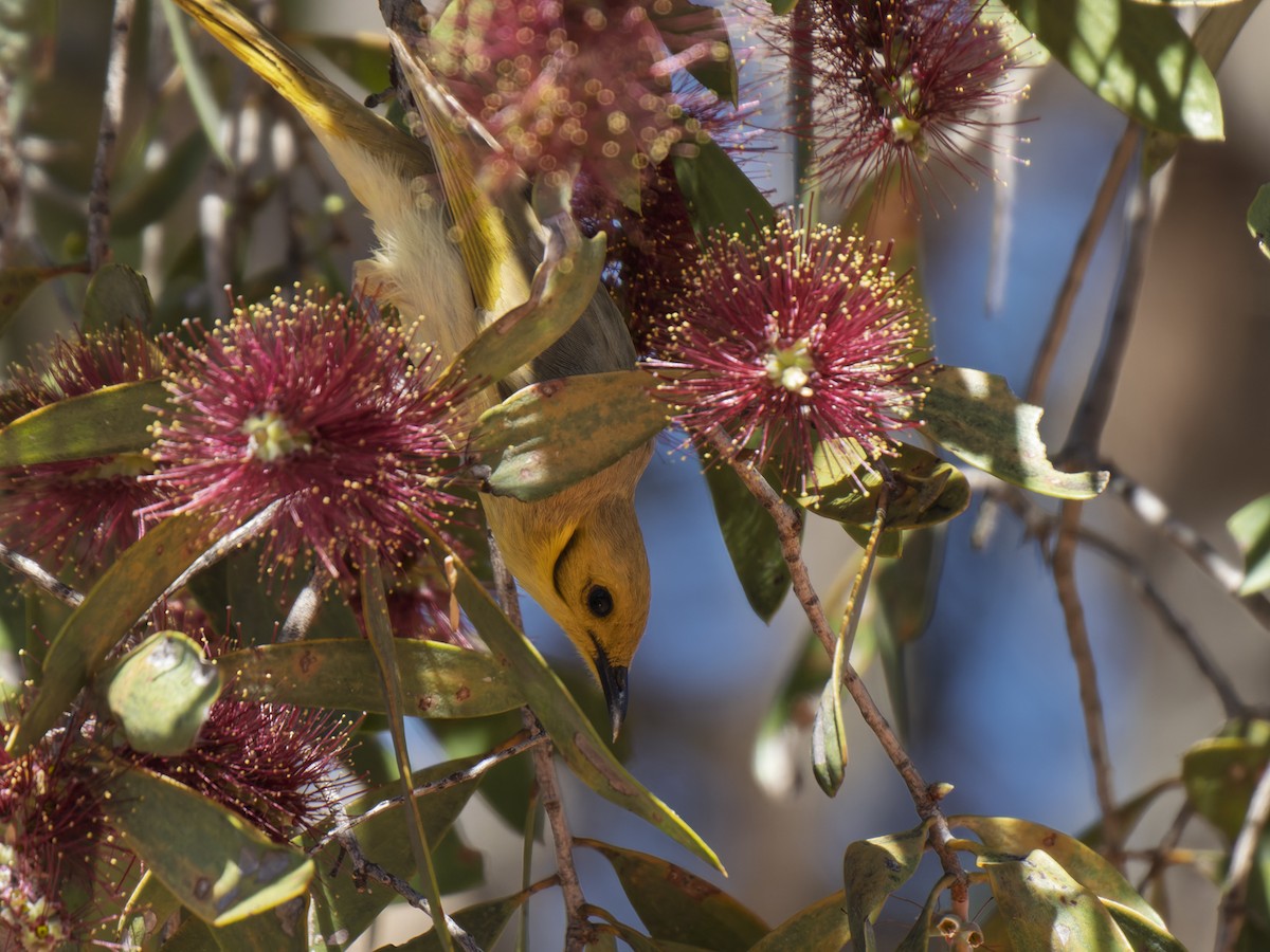 Yellow-tinted Honeyeater - ML637959078