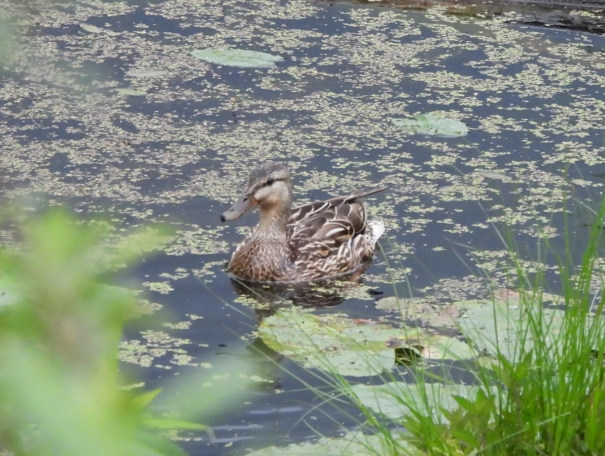 Canard colvert - ML637959099