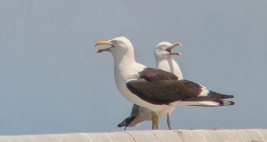 Kelp Gull - ML637959136