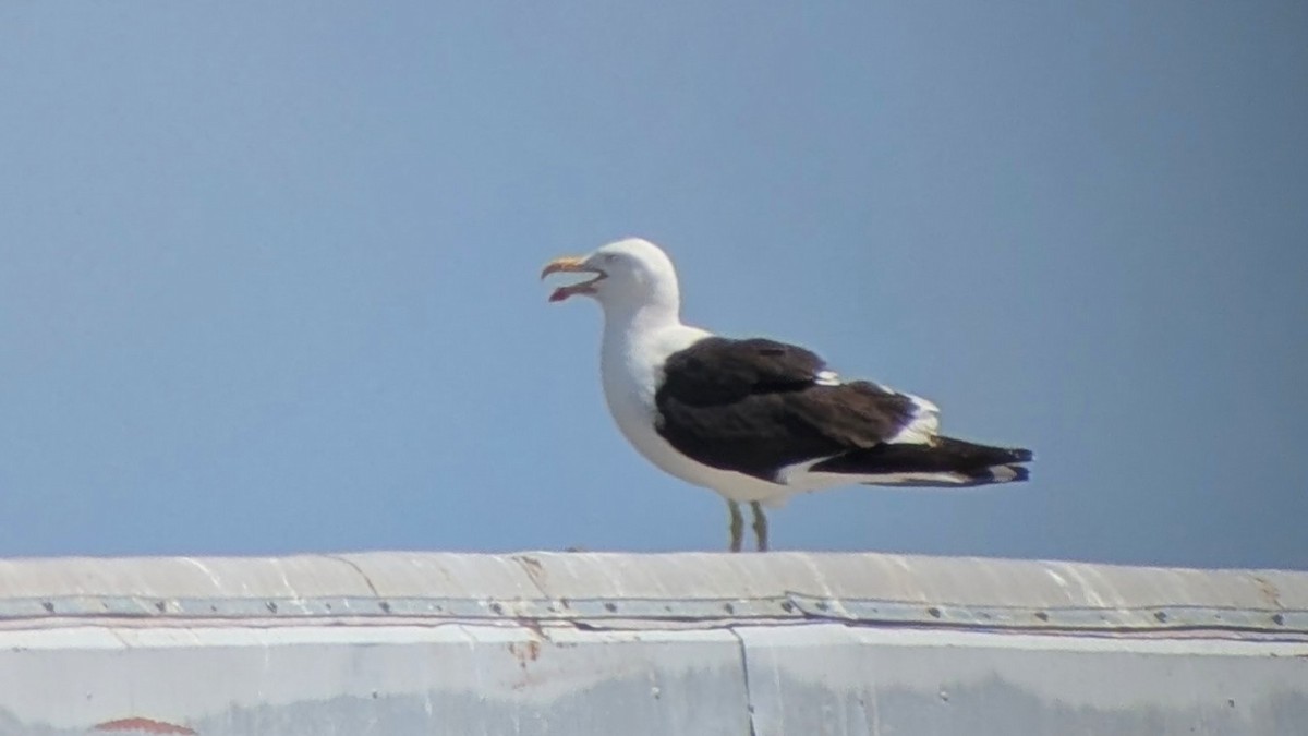 Kelp Gull - ML637959137