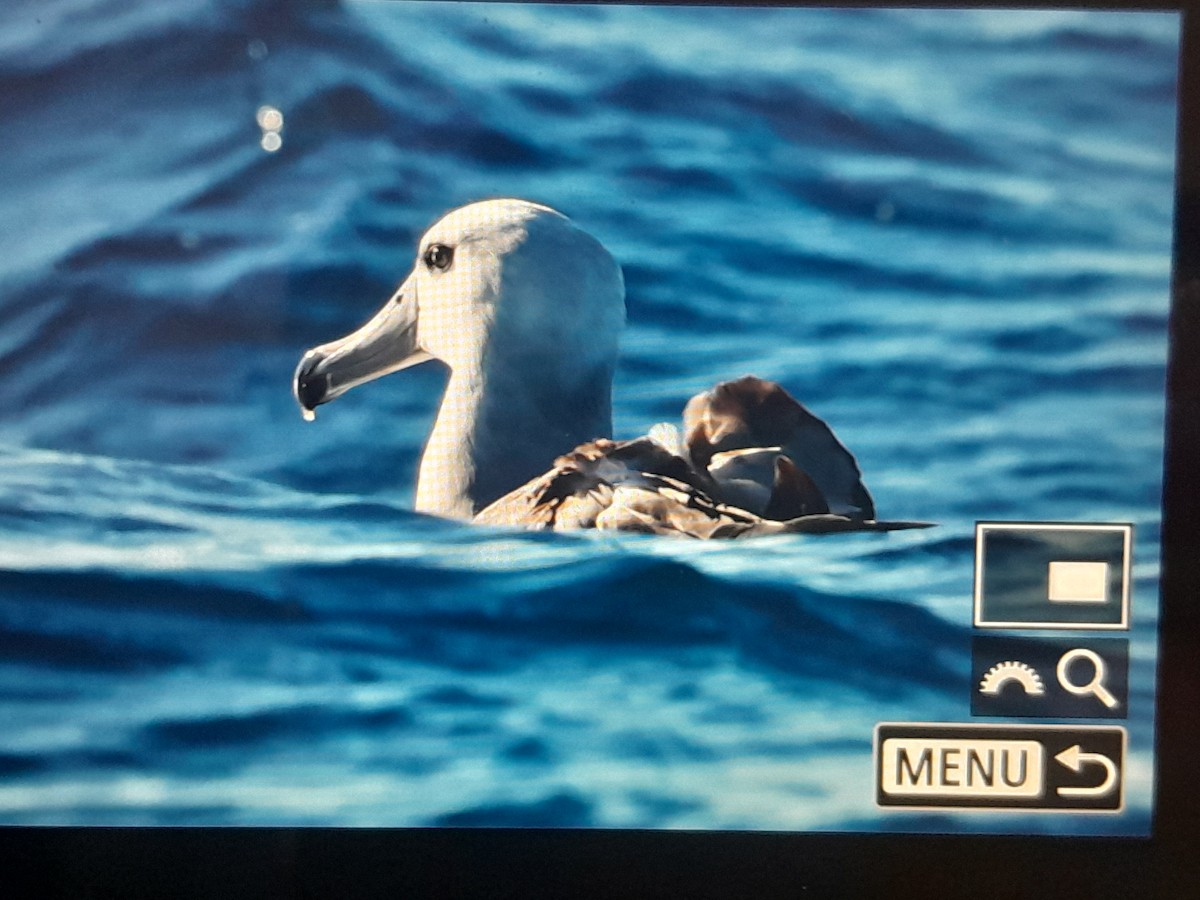 Albatros à cape blanche - ML637959213