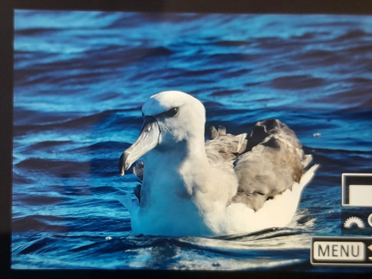Albatros à cape blanche - ML637959218