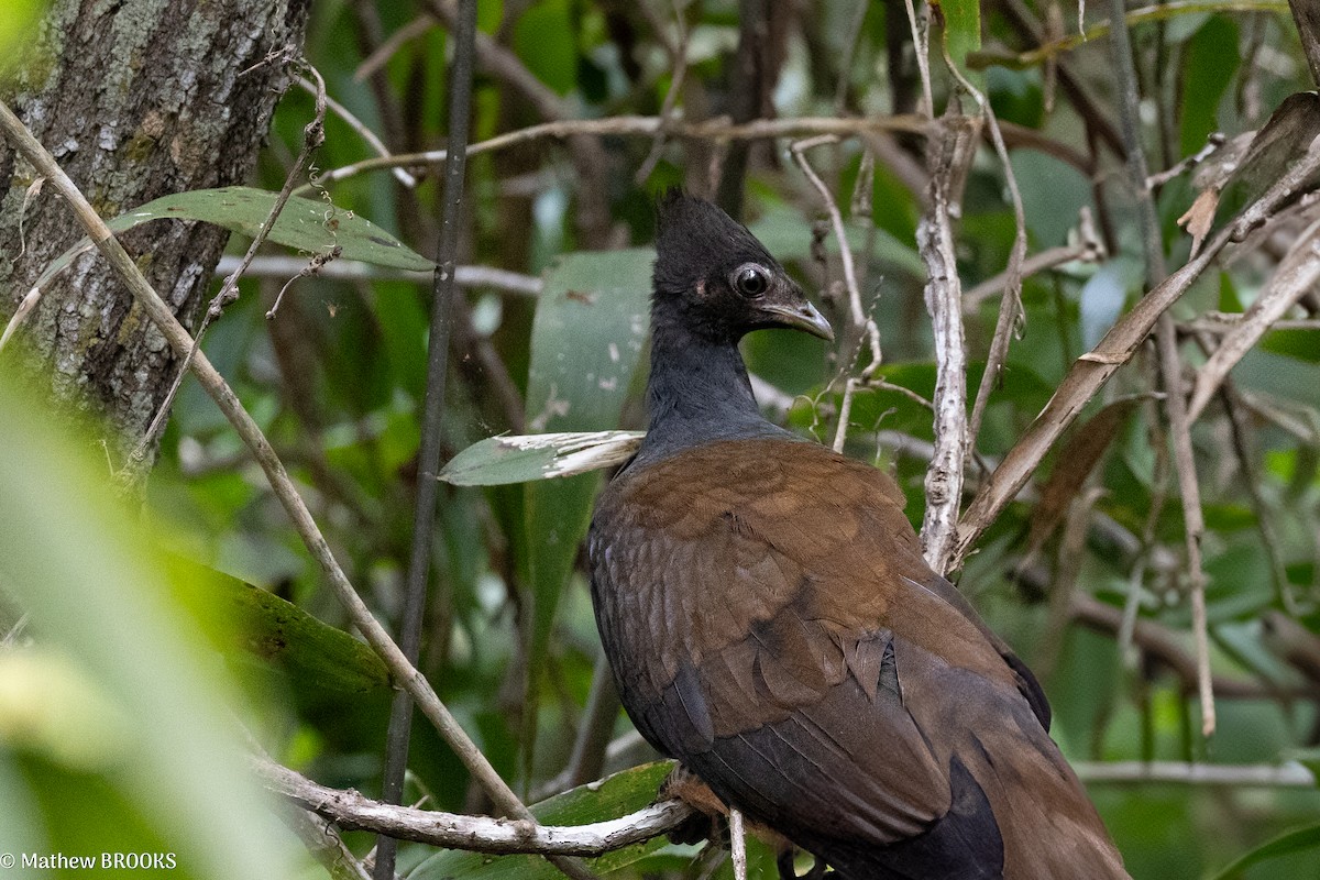 Orange-footed Megapode - ML637959222