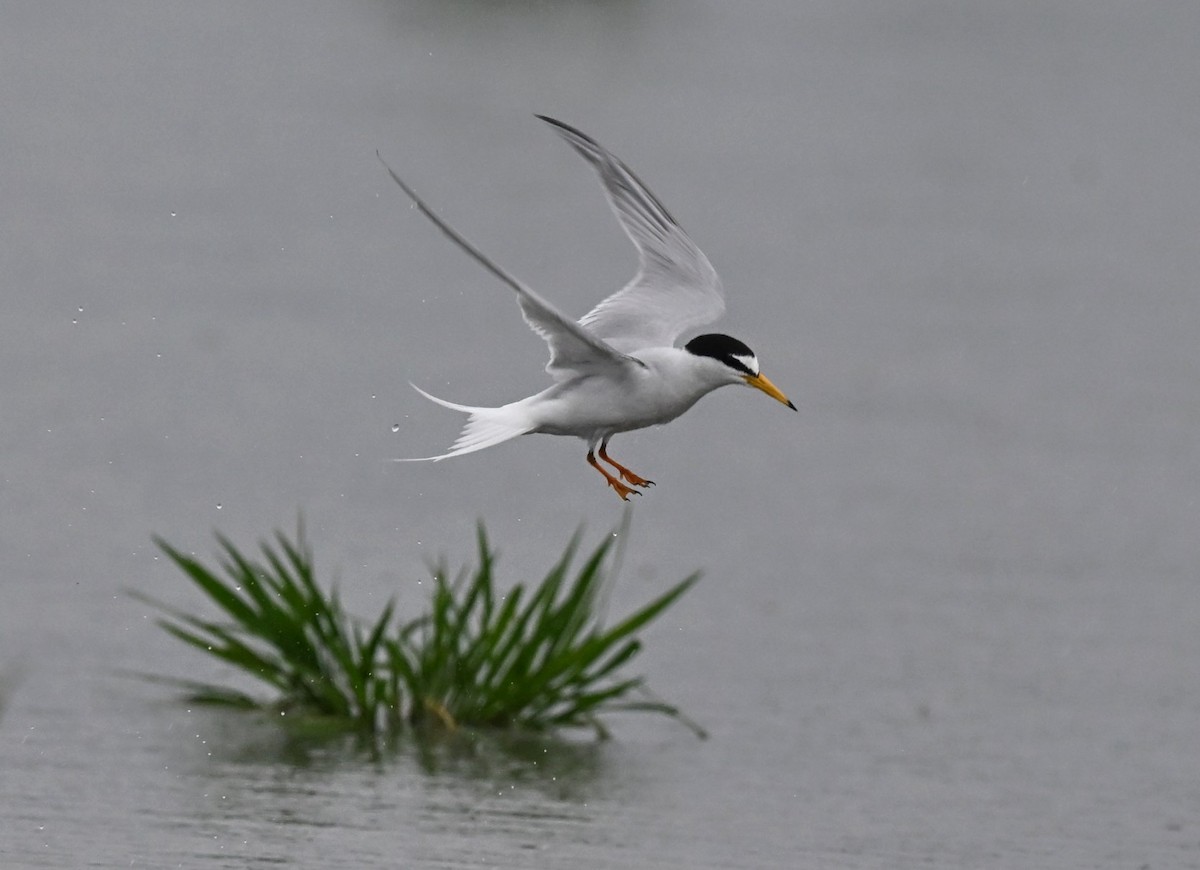 Little Tern - ML637959228