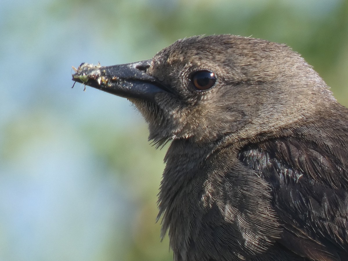 Brewer's Blackbird - ML637959273