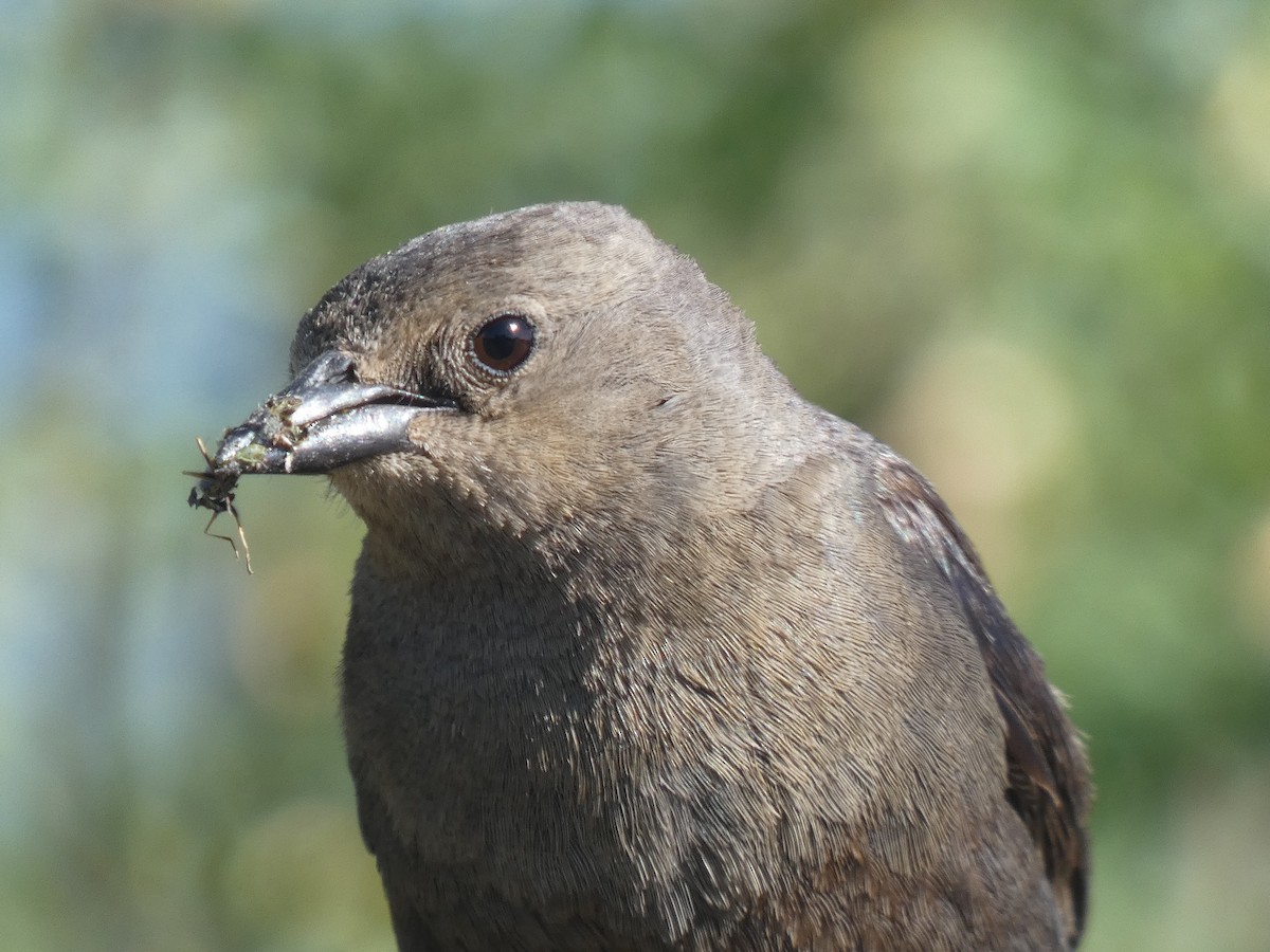 Brewer's Blackbird - ML637959275