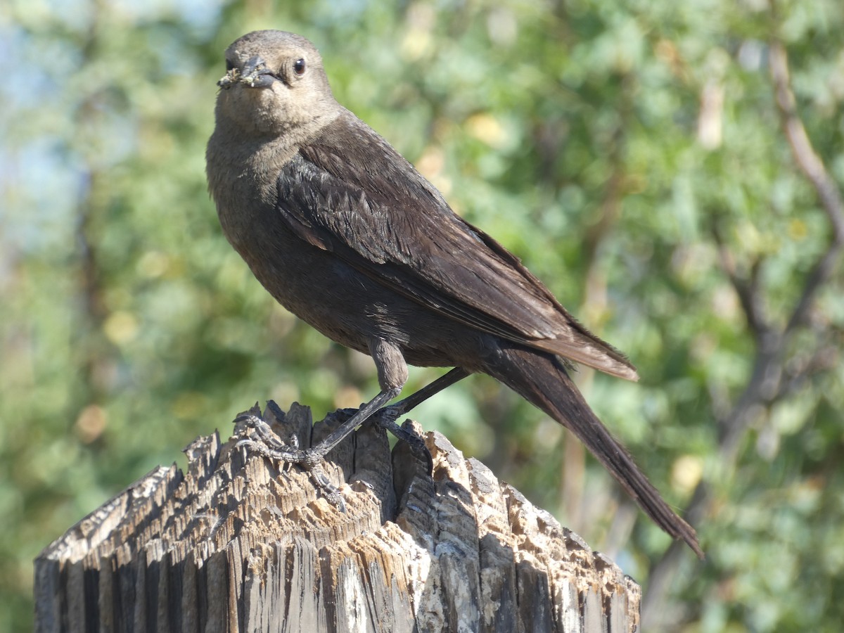 Brewer's Blackbird - ML637959281
