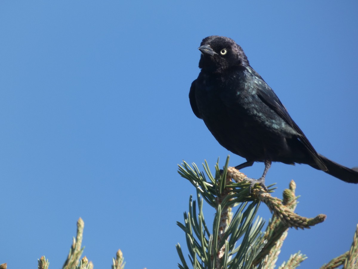 Brewer's Blackbird - ML637959293