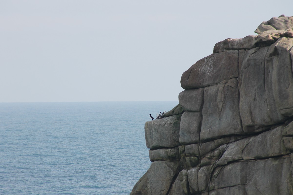 Red-legged Cormorant - ML637959370