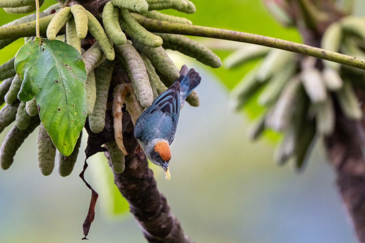 Scrub Tanager - ML637959393