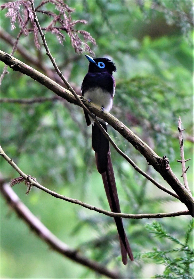 Black Paradise-Flycatcher - ML637959415
