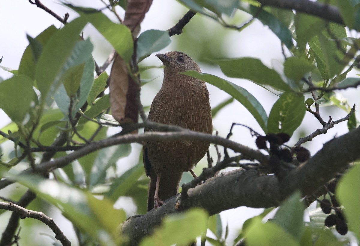 Bhutan Laughingthrush - ML637959418