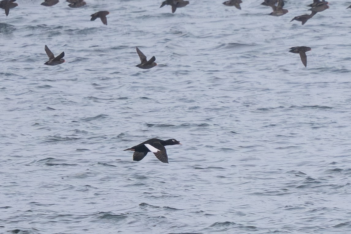 Stejneger's Scoter - ML637959451