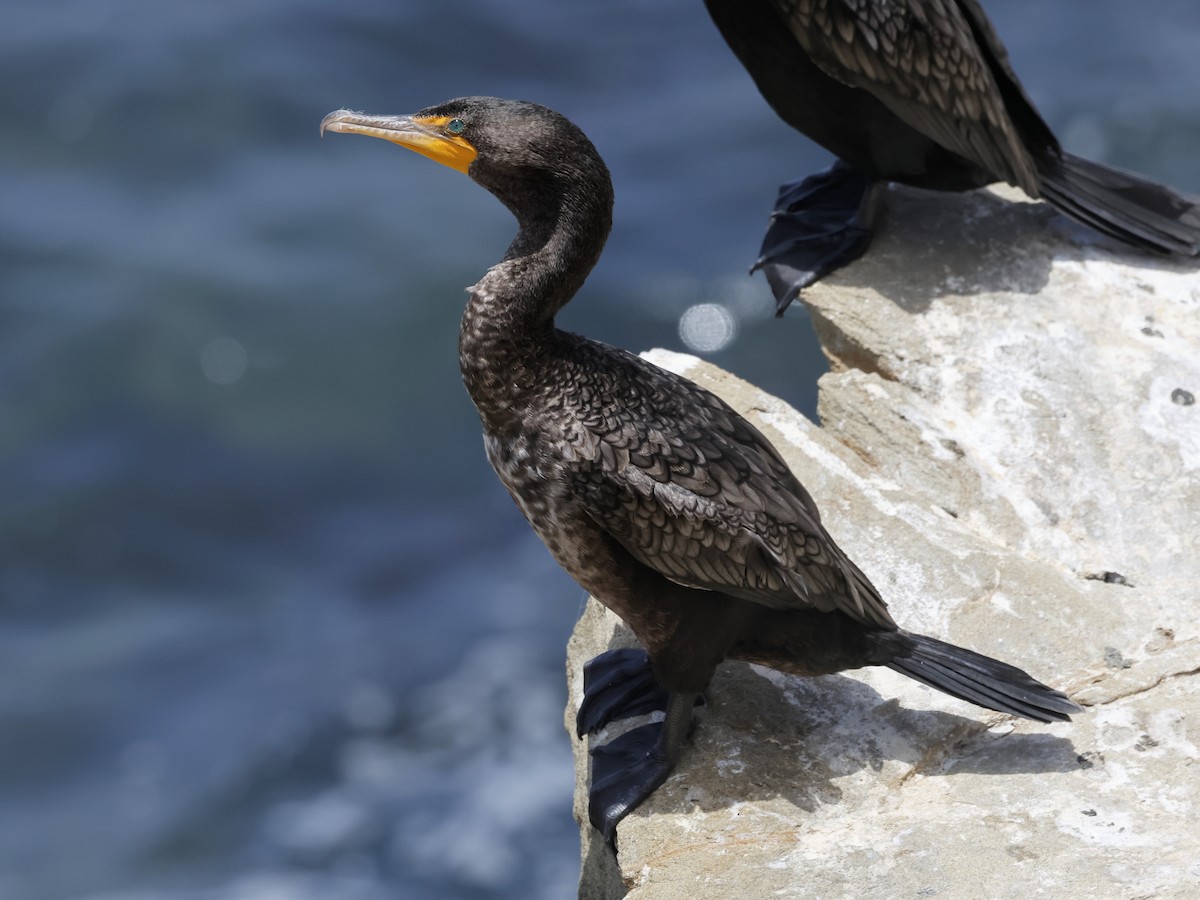 Double-crested Cormorant - ML637959508