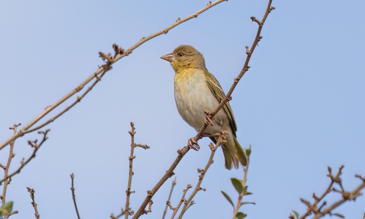 Vitelline Masked-Weaver - ML637959513