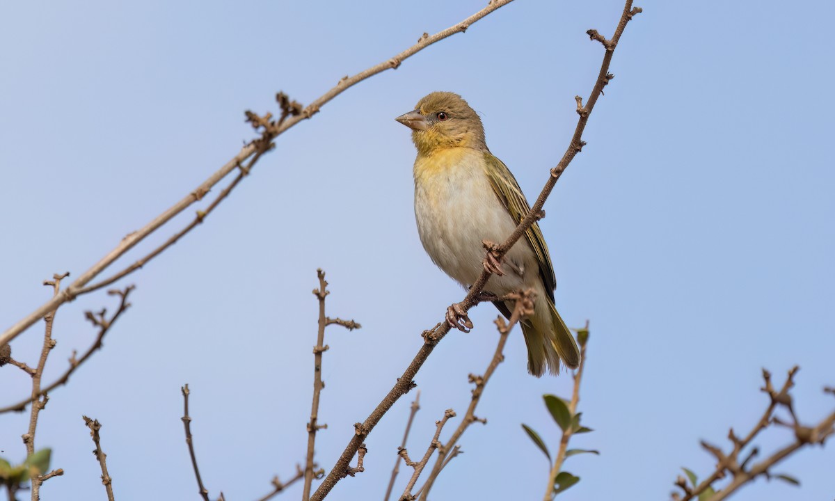 Vitelline Masked-Weaver - ML637959514