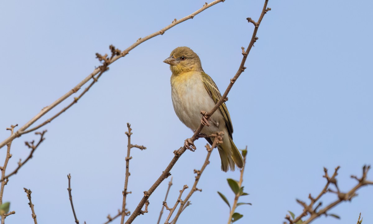Vitelline Masked-Weaver - ML637959515