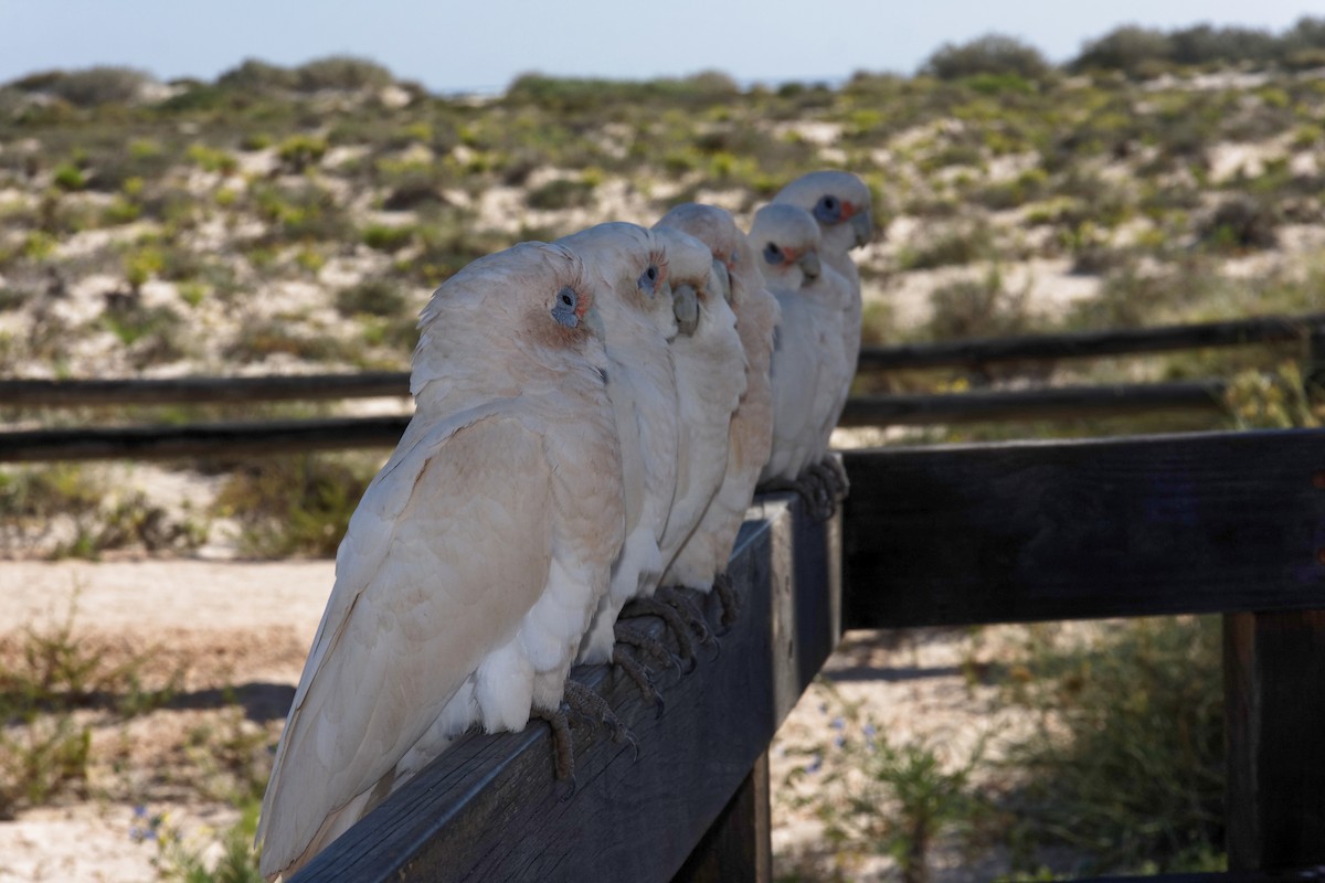 Little Corella - ML637959547