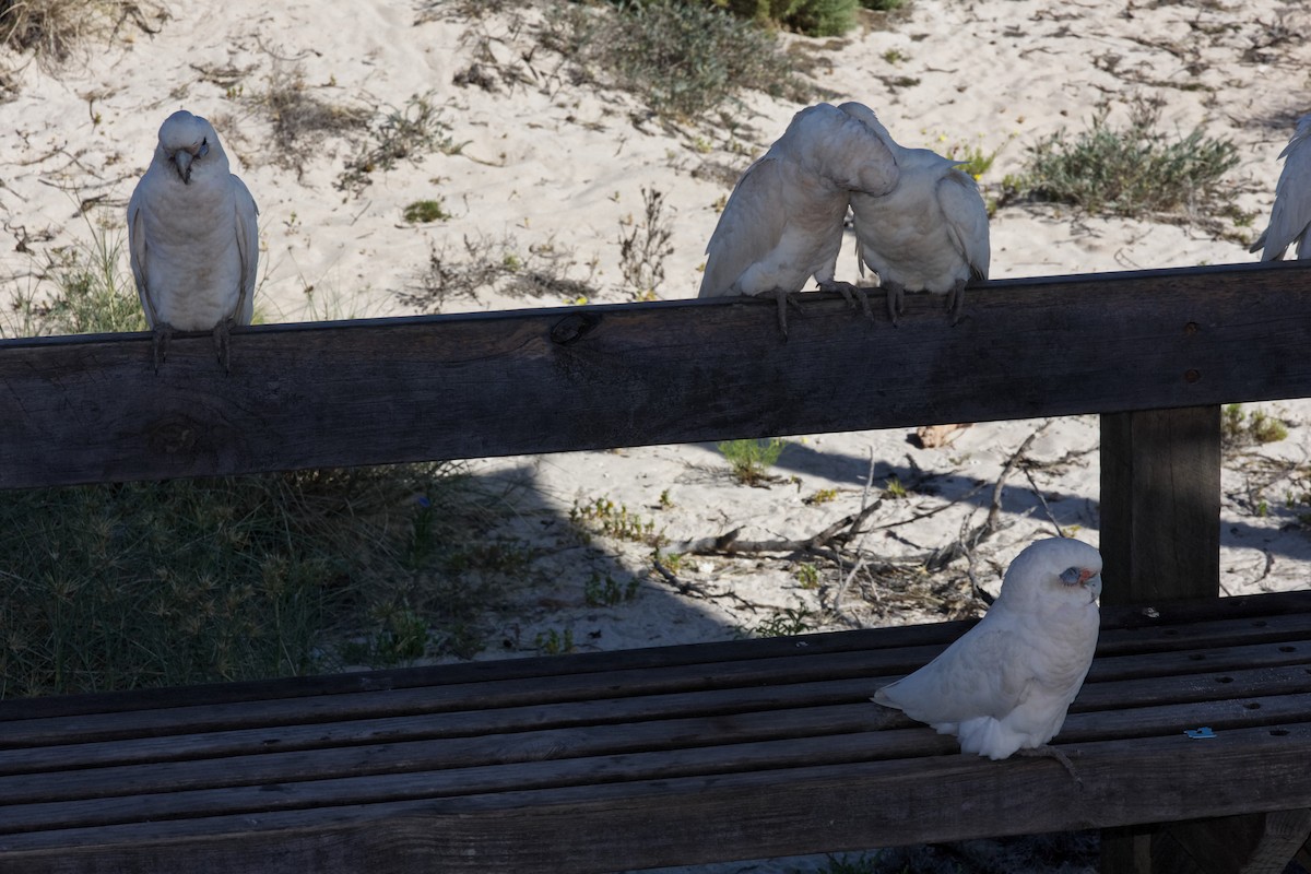 Little Corella - ML637959548