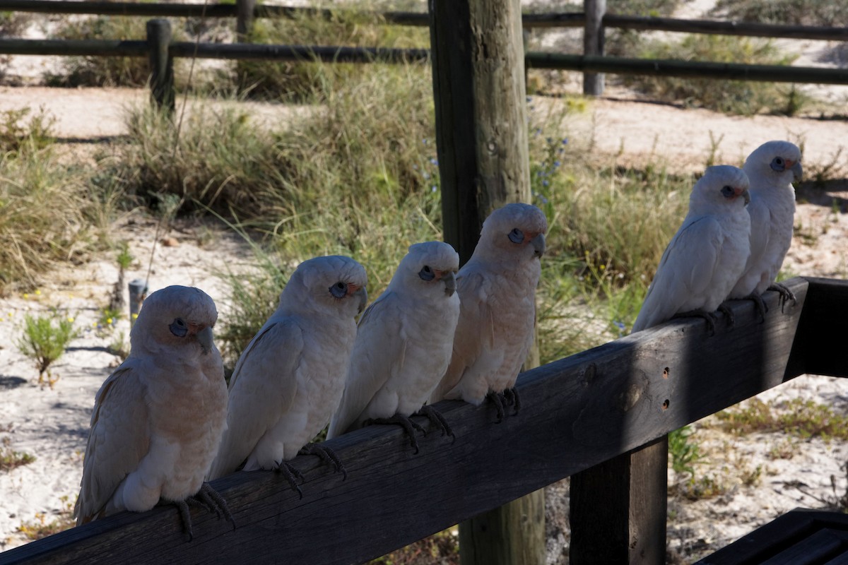 Little Corella - ML637959549