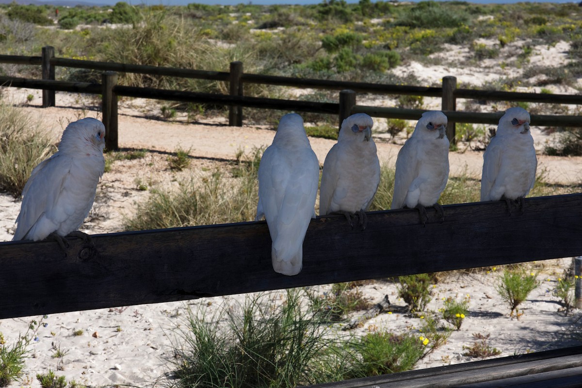 Little Corella - ML637959550
