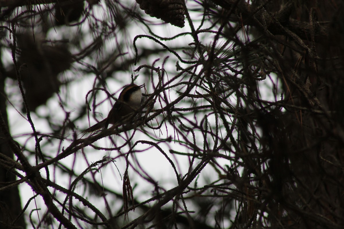 Thorn-tailed Rayadito - ML637959553