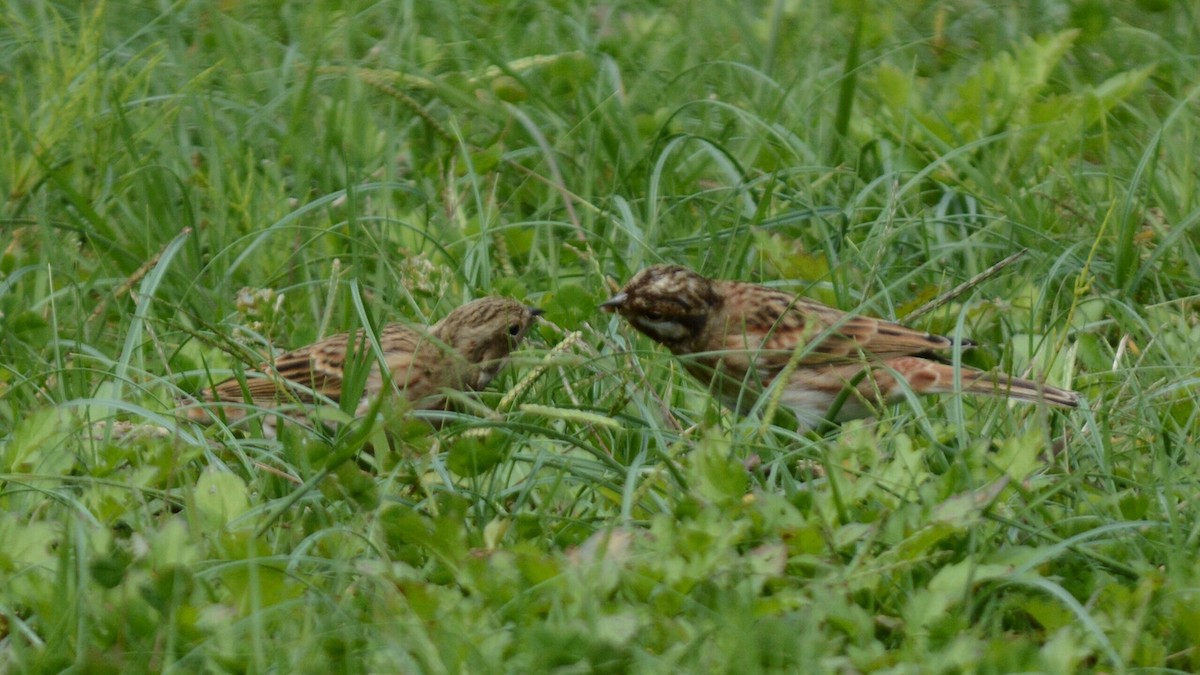 Pine Bunting - ML637959643