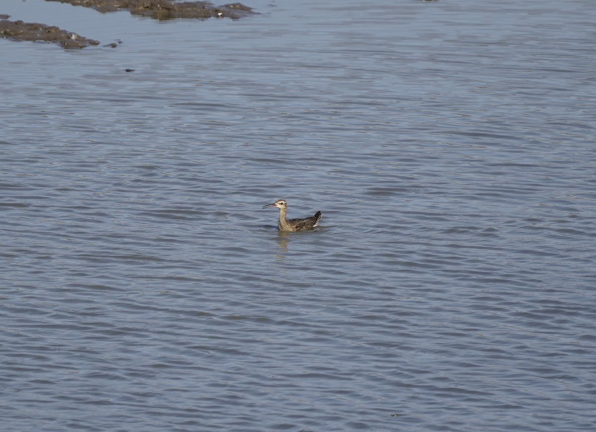 Little Curlew - ML637959694