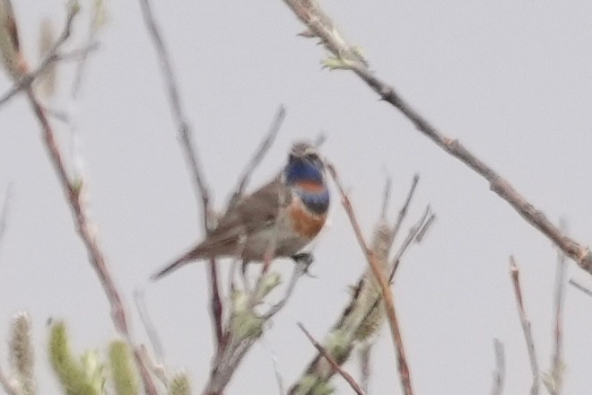 Bluethroat - ML637959700