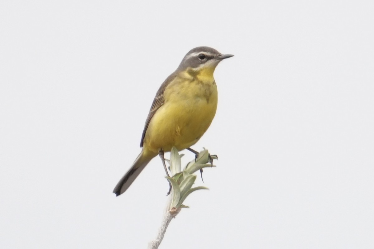 Eastern Yellow Wagtail - ML637959731
