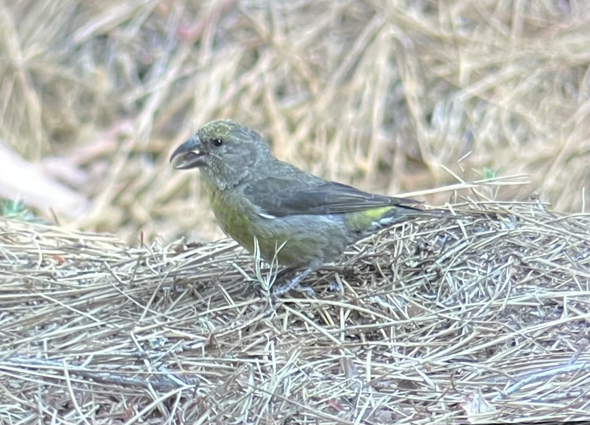 Red Crossbill - ML637959741