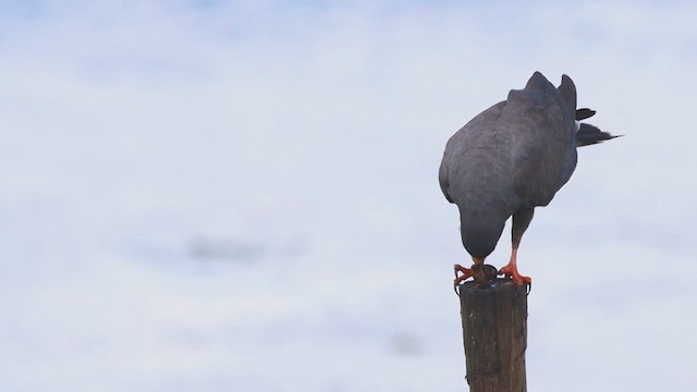 Snail Kite - ML637959748
