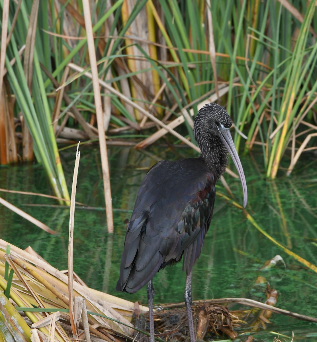 ibis hnědý - ML637959763