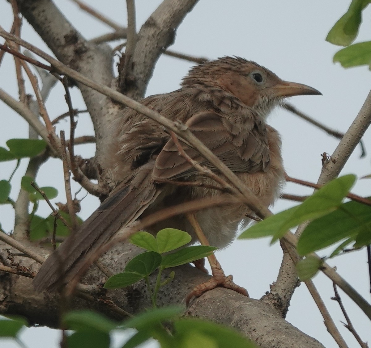 Common Babbler - ML637959796