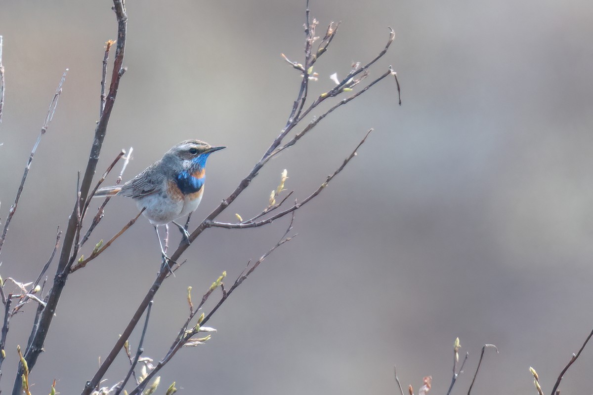 Bluethroat - ML637959814