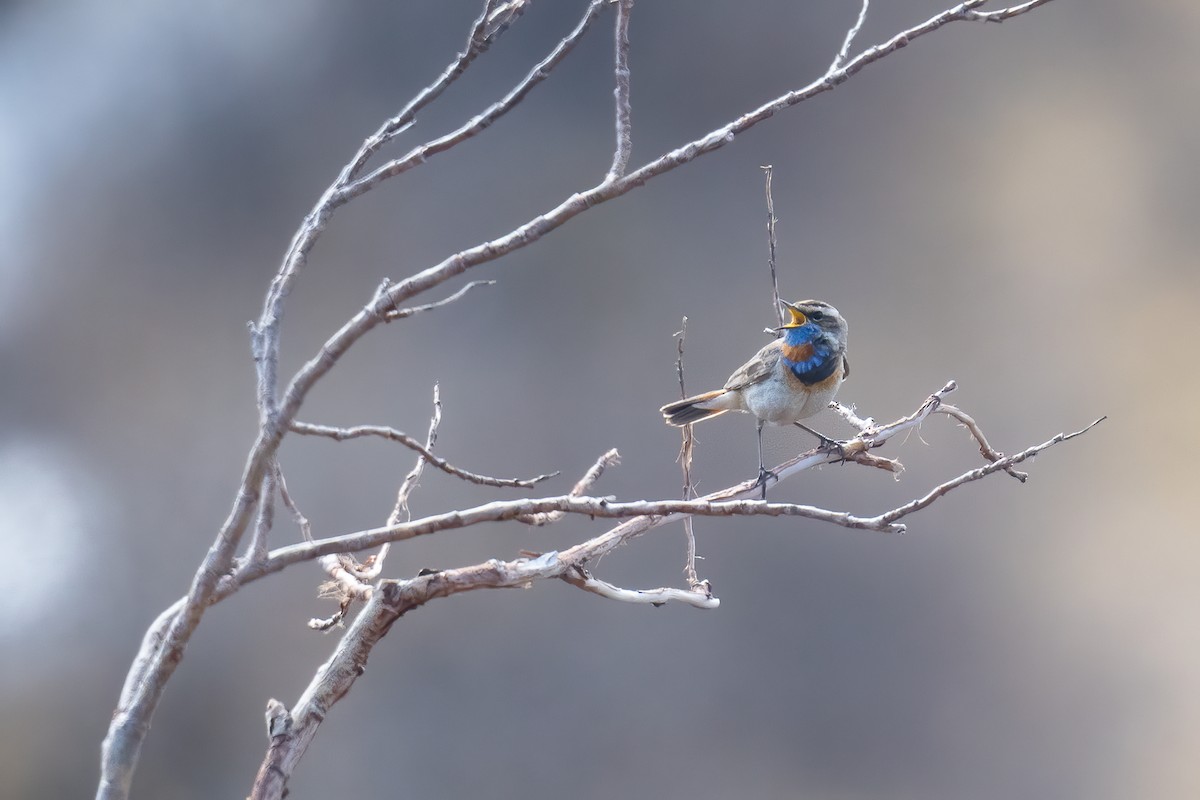 Bluethroat - ML637959815