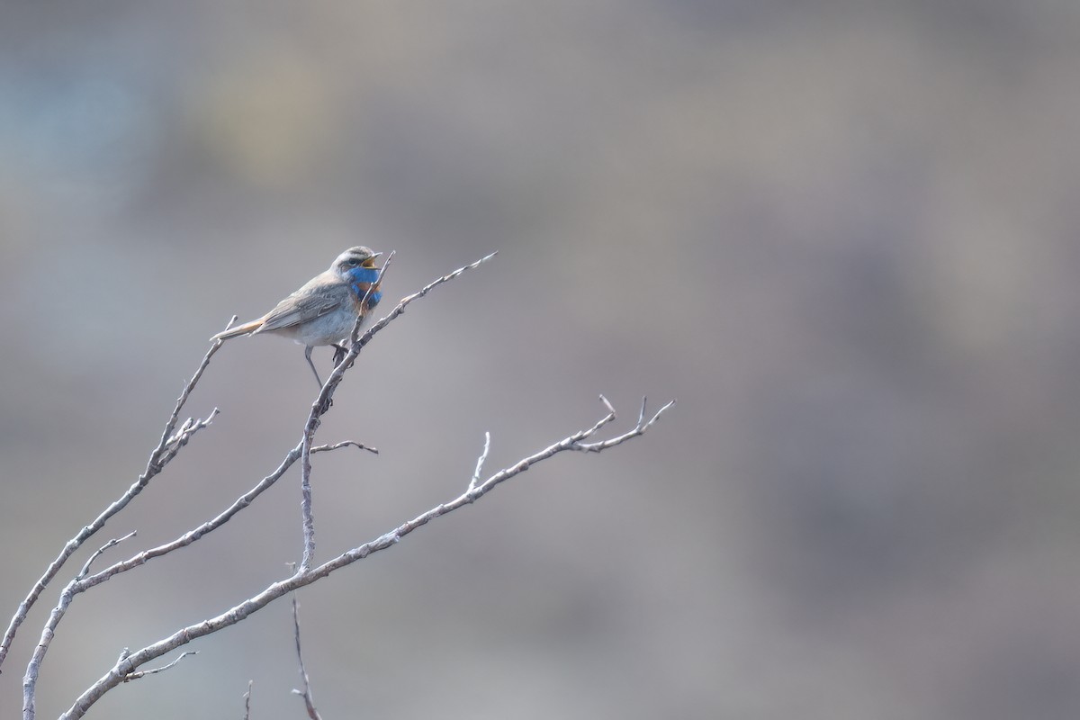Bluethroat - ML637959817