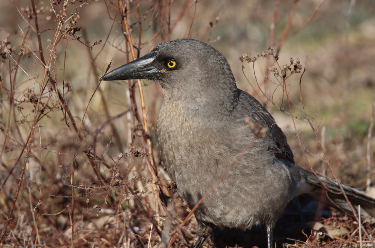 Gray Currawong - ML637959841