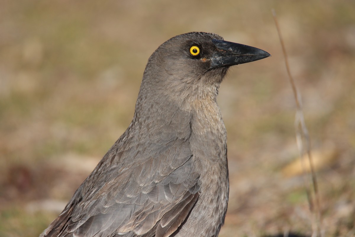 Gray Currawong - ML637959842