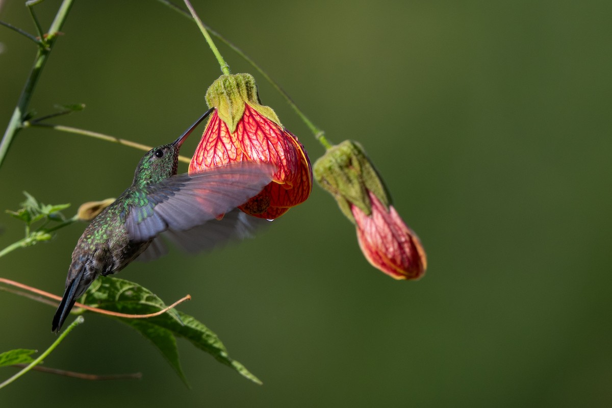 Steely-vented Hummingbird - ML637959911