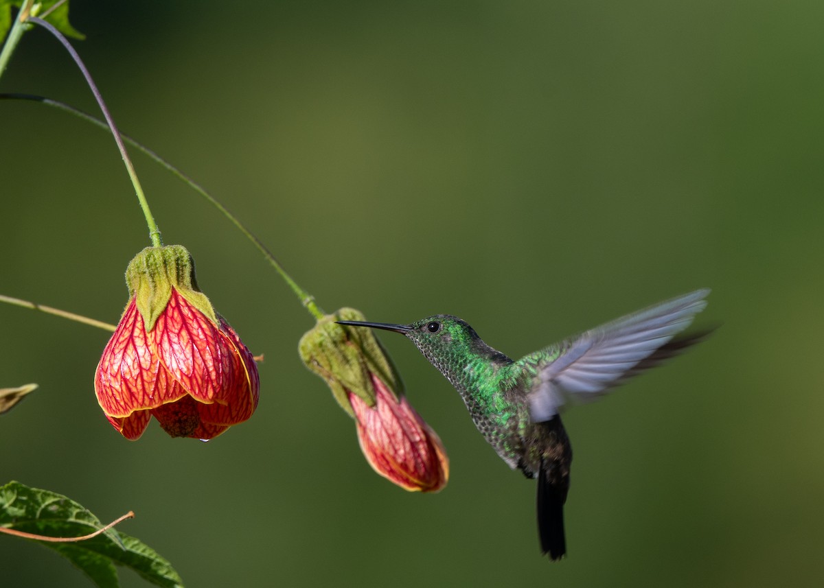 Steely-vented Hummingbird - ML637959912