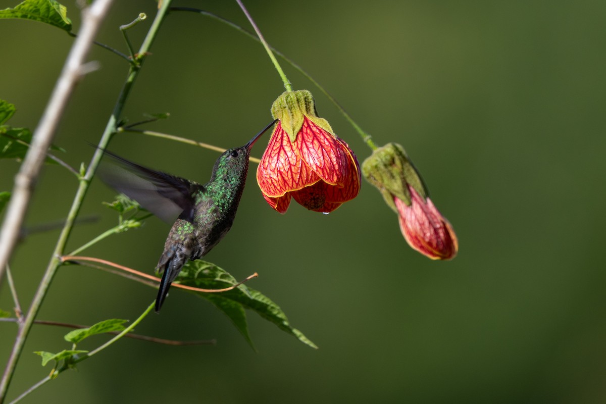Steely-vented Hummingbird - ML637959913