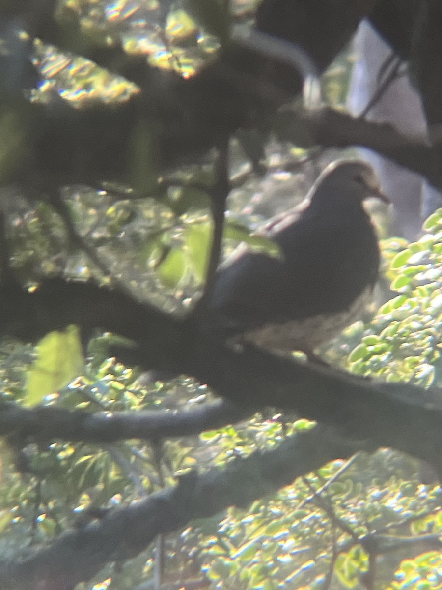 Wonga Pigeon - ML637959925